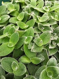 Full frame shot of green leaves