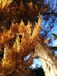 Low angle view of trees against sky