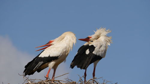 Low angle view of birds against sky