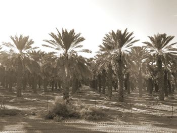Scenic view of palm trees on field against sky