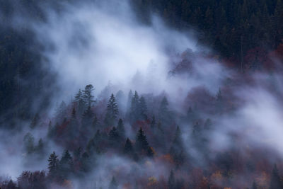 Low angle view of trees in forest against sky