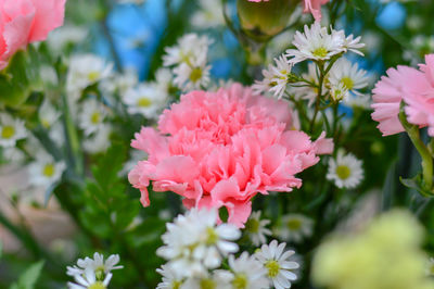 Close-up of pink flowering plant in park