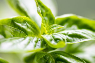 Close-up of fresh green leaves