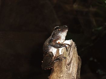 Close-up of frog on wood