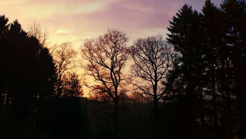 Silhouette of trees at sunset