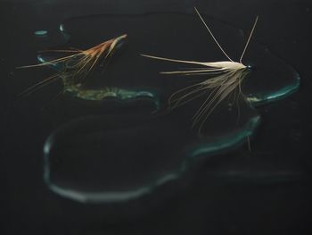 Close-up of fish swimming in sea