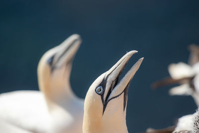 Close-up of a bird against blurred background