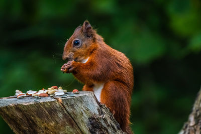 Close-up of squirrel on tree