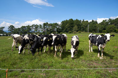 View of cows on field