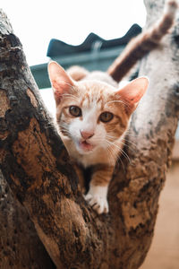 Portrait of cat on tree trunk