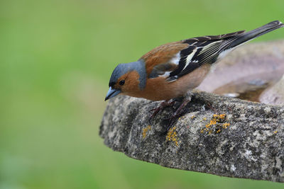 Close up of a chaffinch perched on a bird bath