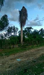 Scenic view of grassy field against cloudy sky