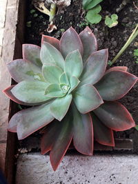 High angle view of succulent plant