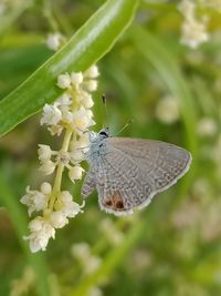 Close-up of butterfly pollinating on flower