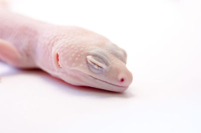 Close-up of human hand against white background