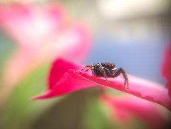 Close-up of bee on pink flower