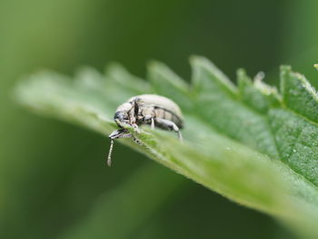 Close-up of insect on leaf