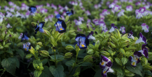 Close-up of purple flowers blooming in field