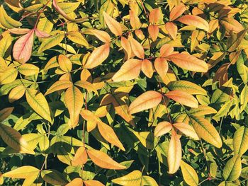 Close-up of yellow flowering plant leaves