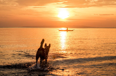 Silhouette horse in sea at sunset