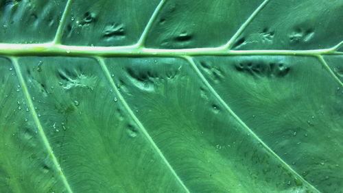 Full frame shot of raindrops on green leaf