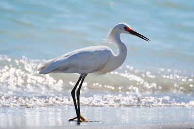 Bird on lake against white background