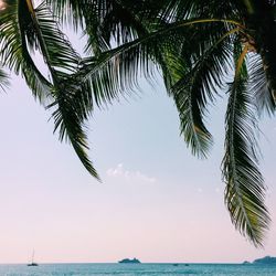 Palm trees on beach