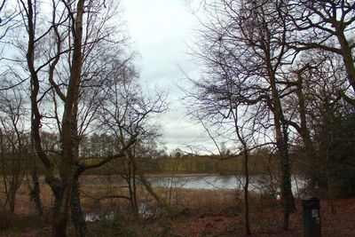 Trees on landscape against sky