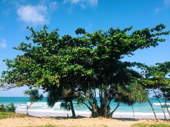 Scenic view of beach