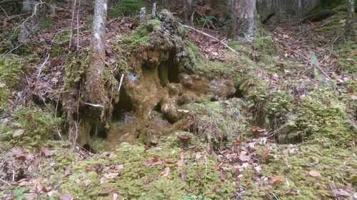 Close-up of plants in forest