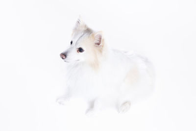 Dog looking away against white background