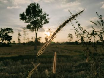 Close-up of plants growing on field against sky