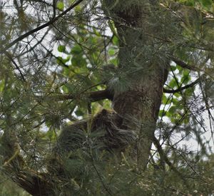 Low angle view of a tree