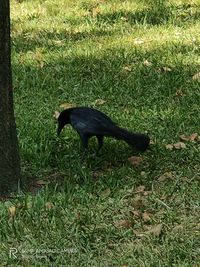 High angle view of bird on field