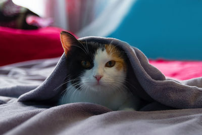 Cute tired tortoiseshell cat is resting on the purple blanket.