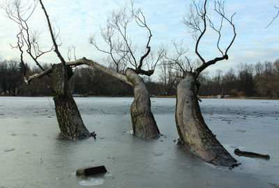 Bare trees on landscape against sky