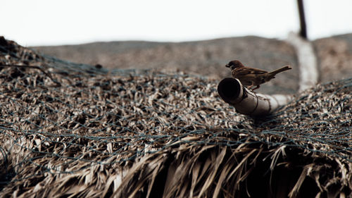 Close-up of a bird on land