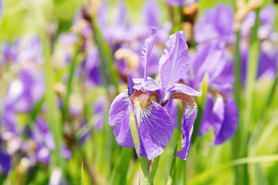 Close-up of honey bee pollinating on purple flower