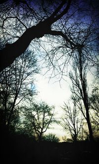 bare tree