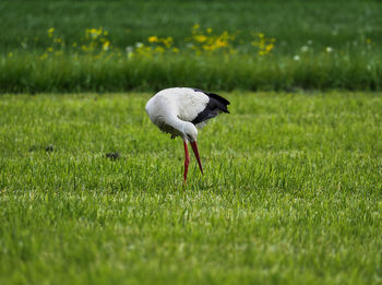 White stork on a field