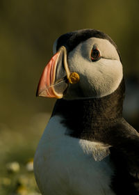 Close-up of a bird