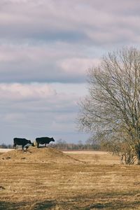 View of a horse grazing in field