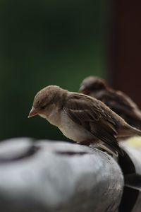 Close-up of birds perching outdoors