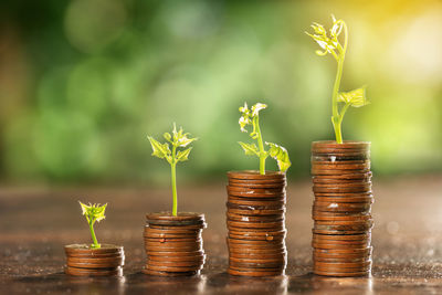 Close-up of coins on plant