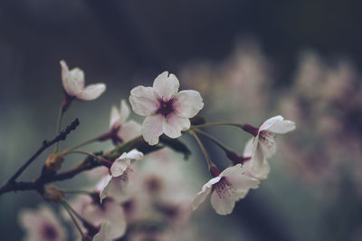 Close-up of white flowers on tree