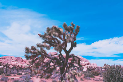 Low angle view of trees against blue sky