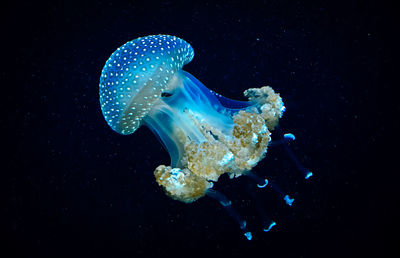 Close-up of jellyfish swimming in sea