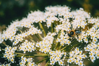 Close-up of bee pollinating flower