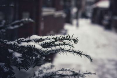 Close-up of snow