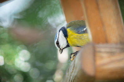 Close-up of bird perching on branch